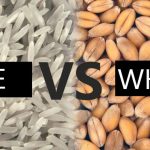 rice vs wheat