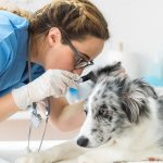 can-pets-get-coronavirus