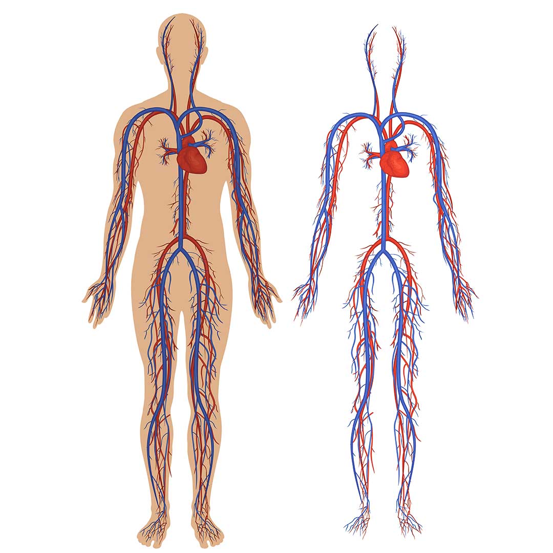 human-circulatory-system - Doctor ASKY