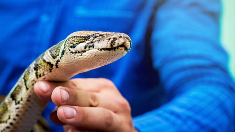 How To Survive A Snake Bite?